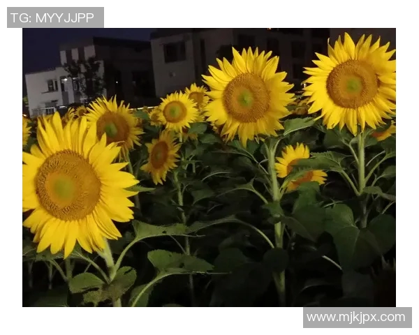 京都不死鸟与向日葵的对决谁能在阳光下绽放出最耀眼的光芒